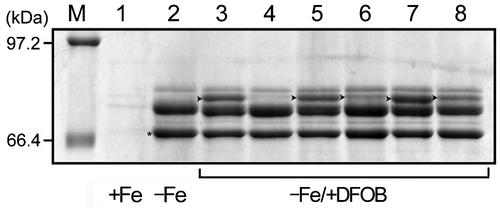 Fig. 3. Detection of DesA in A. hydrophila by SDS-PAGE.Notes: A. hydrophila ATCC 7966T was grown in iron-replete (+Fe), −Fe, and −Fe/+DFOB media for 12 h. ΔdesA, ΔdesR, and their complementing strains were grown in −Fe/+DFOB media for 12 h. ΔentAΔdesR/pRK415 was also grown under the same conditions. SDS-PAGE was carried out by using a 7.5% polyacrylamide running gel (130 mm). The resulting gel was stained with Coomassie Brilliant Blue R-250. The amount of protein loaded in each lane was 25 μg. Only the relevant part of the SDS-PAGE gel is shown. Arrowheads in lanes 3, 5, 6, 7, and 8 indicate DesA. Lanes 1, 2, and 3, A. hydrophila ATCC 7966T; lanes 4, ΔdesA; lane 5, ΔdesA/pRK415-desA; lane 6, ΔdesR; lane 7, ΔdesR/pRK415-desR; lane 8, ΔentAΔdesR; and lane M, molecular mass marker proteins. *, ferric enterobactin receptor (IrgA).Citation16)