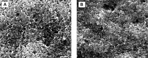 Figure 3 MPD coating stability in DMEM media.Notes: SEM of NHA-coated anodized Ti after 1 day (A) and 3 days (B).Abbreviations: DMEM, Dulbecco’s Modified Eagle’s Medium; MPD, molecular plasma deposition; NHA, nanocrystalline hydroxyapatite; SEM, scanning electron microscopy; Ti, titanium.