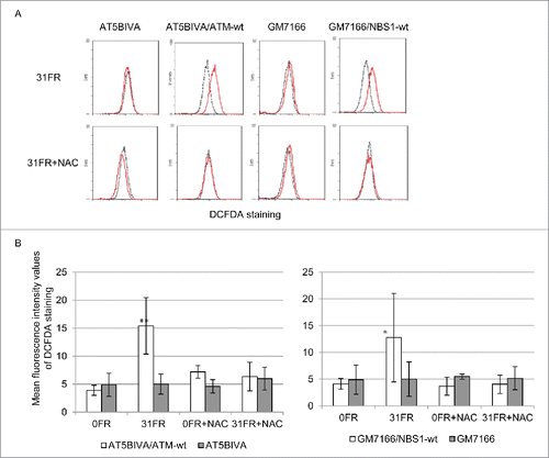 Figure 2. Decreased levels of reactive oxygen species induced by low-dose long term fractionated radiation (FR) in ataxia telangiectasia mutated- and Nijmegen breakage syndrome 1-deficient cells. (A) Fluorescence-activated cell sorting results for 2′,7′-dichlorofluorescein diacetate (DCFDA) staining in unirradiated (0FR; dotted black lines) and cells irradiated for 31 d (31FR; red lines) with and without N-acetyl-L-cysteine. (B) Mean fluorescence intensity values of DCFDA staining. Asterisks indicate a significant increase in DCFDA staining compared with control 0FR cells.