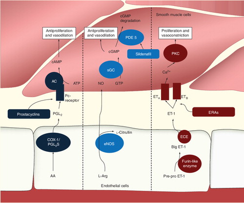 Figure 1. The prostacyclin, nitric oxide and endothelin pathways.Prostacyclin (PGI2) is synthesized from arachidonic acid by COX-1 and PGI2 synthase. PGI2 activates the receptor of smooth muscle cells and in turn activates adenylate cyclase. This leads to increased production of cAMP from ATP with the effect of vasodilation and antiproliferation. Endothelial nitric oxide (NO) synthase produces NO from l-arginine. NO stimulates soluble guanylate cyclase resulting in increased production of cyclic guanylate monophosphate and thus antiproliferation and vasodilation. Preproendothelin is converted to big-endothelin (ET)-1 and subsequently ET-1 by furin-like enzyme and ET-converting enzymes, respectively. ET-1 activates ET-A and ET-B receptors, leading to calcium release and activation of protein kinase C, which leads to vasoconstriction and proliferation of smooth muscle cells.