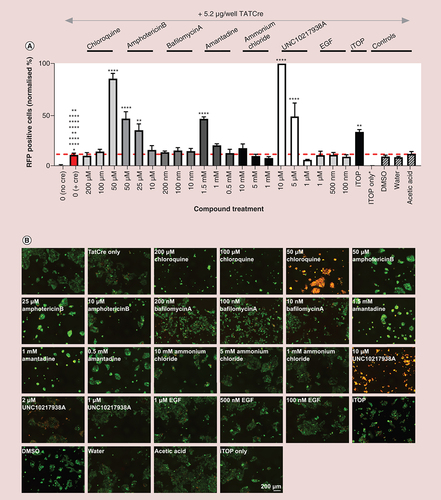 Figure 1. Chloroquine and UNC10217938A enhance TATCre functional delivery to recipient cells. (A) 5000 HEK293 Cre reporter cells were plated per well of a 384-well plate. Assuming a 24-h doubling time, 24 h later 10,000 cells were treated with or without 5.2 μg/well TATCre in the absence or presence of compounds that modify the uptake or escape of delivered cargoes. Cells were imaged for RFP fluorescence (a positive readout of Cre recombination) using IncuCyte® S3. The percentage of RFP positive cells from the total GFP positive cell population, normalized to a maximum of 100% is shown in the graph; n = 4. Error bars ± standard error of mean. Normally distributed data was analyzed using one way analysis of variance. Data, which were not normally distributed, were excluded from analysis of variance analysis and analyzed using a nonparametric unpaired t-test. Red line indicates baseline value for TATCre treatment of cells in the absence of uptake or endosomal escape enhancing compound. (B) Representative images associated with each treatment condition. Images exported from IncuCyte® S3 2018 software and arranged using Inkscape. Scale bar 200 μm; n = 4.Significance is indicated by colour coded asterisks that match statistically significant test conditions to the appropriate control. Asterisks in figure represent level of significance: *p ≤ 0.05, **p ≤ 0.01, ***p ≤ 0.001 and ****p ≤ 0.0001.DMSO: Dimethyl sulfoxide; RFP: Red fluorescent protein.