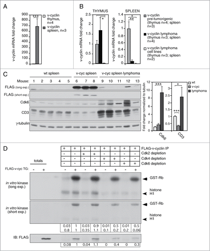 Figure 2. v-cyclin transgene is expressed and functional in the splenocytes isolated from the Eμ-v-cyclin mice. qRT-PCR analysis of v-cyclin mRNA expression (A) in 5-week old Eμ-v-cyclin mouse pretumorigenic thymi (n = 4) and spleens (n = 3), and normalized to the thymus expression levels set to one and (B) in thymic and splenic lymphomas (n = 3 and n = 4, respectively) compared and normalized to the respective pre-tumorigenic organs of 5-week old mice (thymus n = 4, spleen n = 3). (C) Protein levels of FLAG-v-cyclin, Cdk6 and CD3 were analyzed by immunoblotting of total cell lysates prepared from isolated splenocytes of Eμ-v-cyclin (v-cyc), control mice (wt), and cells isolated from v-cyclin splenic lymphomas. γ-tubulin served as a loading control. (D) In vitro kinase assay using GST-Rb and Histone H1 as substrates. Prior to the kinase reaction, isolated splenocytes from Eμ-v-cyclin (v-cyc TG; +) and control mice (−) were immunodepleted with antibodies against Cdk2, Cdk4, and Cdk6 followed by immunoprecipitation of v-cyclin by anti-FLAG antibodies. Kinase activity was determined by autoradiography after SDS-PAGE (12%) followed by immunoblotting with antibodies against FLAG. Total cell extracts showing the input served as controls for the immunoprecipitated proteins. Error bars in (A), (B): s.e.m. p-values: *P < 0.05, **P < 0.01, ***P < 0.001.