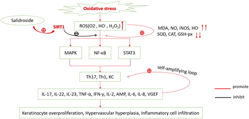 Figure 1. Psoriatic oxidative stress mechanism. Reactive oxygen species (ROS) including superoxide anion (O2−), hydroxyl radical (HO−), hydrogen peroxide (H2O2) are increased in oxidative stress in psoriasis, resulting in the increase of malondialdehyde (MDA), NO, HO− and inducible nitric oxide synthase (iNOS); on the contrary, levels of SOD, CAT and GSH-px are decreased. The increased oxidative products lead to the activation of Th1, Th17, and keratinocyte cells through MAPK, NF-κB, JAK-STAT pathways, resulting in overproduction of IL-17, IL-22, IL-23, TNF-α, IFN-γ, IL-2, AMP, IL-6, IL-8, and VGEF. These inflammatory factors further activate Th1, Th17, and keratinocytes, forming a self-amplifying loop, eventually leading to keratinocyte overproliferation, hypervascular hyperplasia, and inflammatory cell infiltration. Salidroside, the activator of SIRT1, resists oxidative stress by inhibiting MAPK, NF-κB, and STAT3 pathways.