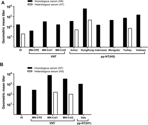 Fig. 1.  Comparison of different antibody detection assays using serum from rabbits infected with H5 and H7 influenza strains. Serological methods detecting antibodies against H5 (A) and H7 (B) viruses were evaluated using serum from rabbits infected with LPAI H5N2 or H7N7 virus. The pp-NTs were performed using six different HPAI H5 subtypes (pp-NT(H5)) and one H7 subtype (pp-NT(H7)). The results of virus neutralization tests (VNT) were determined by either CPE (MN-CPE) or colorimetric (MN-Col1 and MN-Col2) assays. Bars represent the reciprocal of the geometric mean antibody titer from two or more independent experiments that inhibited virus or pseudovirus infectivity by 80%.