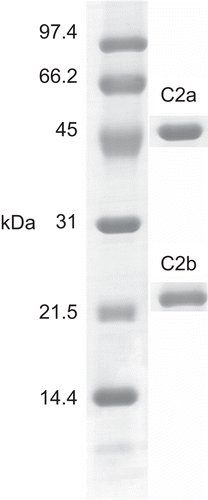 Figure 5.  One-dimensional SDS-PAGE of lectin from Parkia speciosa (C2a and C2b) was visualized with Coomassie staining. 12.5% acrylamide gel was used.