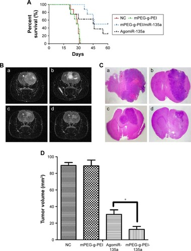 Figure 5 (A) Kaplan–Meier survival curves of miR-135a treatment in C6 rat models (n=8 for each group). (B) MRI on day 28 post-inoculation: (a) blank control group, (b) negative control group, (c) AgomiR-135a group, and (d) mPEG-g-PEI/miR-135a group. (C) H&E staining of brain sections in different groups: (a) blank control group, (b) negative control group, (c) Agomir-135a group, and (d) mPEG-g-PEI/miR-135a group. (D) The average tumor volume in different groups on day 28 post-inoculation (*P<0.05).Abbreviations: MIR, magnetic resonance imaging; H&E, hematoxylin and eosin; mPEG-g-PEI, polyethylene glycol methyl ether grafted polyethylenimine; NC, negative control.