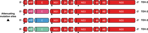 Figure 1. Genetic structure of the four TAK-003 vaccine strains. Abbreviations: C, capsid; E, envelope; NS, nonstructural protein; prM, premembrane; TDV-1/2/3/4, dengue serotype 1/2/3/4 strain. Reproduced with permission from Patel et al.Citation42.