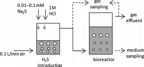 Figure 1. Schematic of H2S removal from artificial gas.