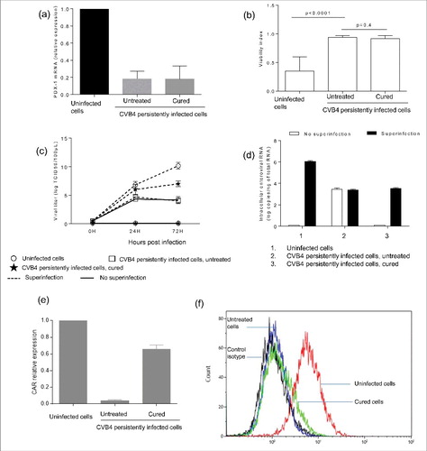 Figure 4. Persistence of changes induced in CVB4 persistently infected cells after virus clearance. CVB4 persistent infection was cured using fluoxetine, and then PDX-1 mRNA expression was evaluated in CVB4 peristently infected cells that were cured (a). Cured cells and untreated cells were infected with CVB4 at a MOI of 10. Cell viability (b), viral progeny (c), and intracellular viral RNA (d) were investigated. CAR mRNA was quantified by real-time RT-qPCR (e). The membrane expression of CAR was evaluated by flow cytometry (f). Results are mean+/−SD of 3 independent experiments, and one representative experiment is shown for flow cytometry.