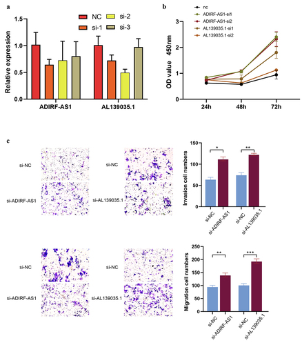 Figure 10. Knockdown of lncRNA ADIRF-AS1 and AL139035.1 promoted CRC proliferation and invasive metastasis in vitro. (a) Validation of siRNA knockdown inefficiency. (b) Knockdown of ADIRF-AS1 and AL139035.1 promotes CRC proliferation in vitro (c) knockdown of ADIRF-AS1 and AL139035.1 promotes CRC invasion and migration.