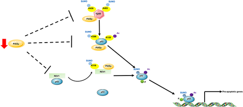 Figure 1 Schematic proposal of p53 regulation by sumoylation and acetylation in melanoma. E3 SUMO ligase targets Tip60, REV1 and p53 for sumoylation to promote p53 activation. PIASy targets histone acetyltransferase for sumoylation, which enhances Tip60 acetylase activity on K120 of p53. PIASy targets directly p53 and leads to K386 sumoylation. The K386-sumoylated and K120-acetylated p53 promoted p53-induced cell death. Moreover, under starvation, PIASy targets DNA polymerase for sumoylation, which contributes to its dissociation from p53 and prevents the REV1-induced inhibition of p53 transactivation. In melanoma, PIASy expression is reduced, thus leading to the inhibition of p53-induced cell death.