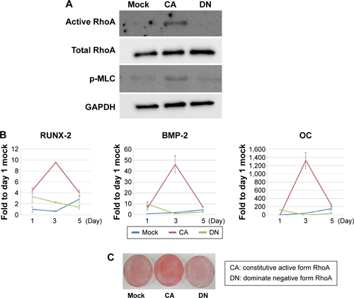 Figure S2 RhoA transfection alters osteogenic differentiation in D1 cells.Notes: Constitutively active forms of RhoA exhibited more active RhoA and phospho-MLC (A), and then increased osteogenic gene expression (B), and mineralization (C) to more than that of the dominant negative form of RhoA.Abbreviations: pMLC, phosphomyosin light chain; OC, osteocalcin; GAPDH, glyceraldehyde 3-phosphate dehydrogenase.