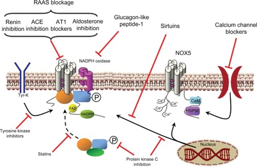 Figure 6 Indirect inhibition of NADPH oxidase. Points for NADPH oxidase activity inhibition or reduction of the enzyme’s expression. The stimulating effects of the renin-angiotensin-aldosterone system (RAAS) on NADPH oxidase activity can be stopped by the inhibition of renin, angiotensin converting enzyme (ACE) or blockage of angiotensin II receptor 1 (AT1) or aldosterone receptor. Protein kinase C inhibition reduces NADPH oxidase phosphorylation (P) and expression. Glucagon-like peptide-1 and tyrosine kinase inhibition reduce the activity and the expression of NADPH oxidases. Sirtuins reduce NOX1 expression, whereas calcium channel blockers reduce NOX5 activity and statins decrease cytosolic subunit translocation to the membrane-fixed enzyme complex.