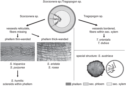 Figure 8.  Differentiation of Scorzonera sp. and Tragopogon sp.; S. austriaca: transverse section treated with phloroglucine-HCL, lignified tracheids of the xylem parts red-colored.