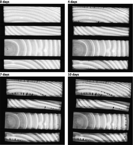 Figure 9. Cross sectional images of Eucalyptus nitens taken using a medical CT-scanner at different stages of drying. The grayscale from black to white is a measure of density, meaning that brighter zones represent higher MC.