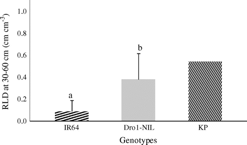 Figure 5. Profile of root length density (RLD) at a depth from 30 to 60 cm for the three genotypes (IR64, Dro1-NIL, and Kinandang Patong [KP]) on 19 October (126 DAS) 2013. IR64 and Dro1-NIL were significantly different (t-test, n = 3, p < .05); KP could not be compared with the other genotypes because it was not replicated. Values are mean ± standard deviation.