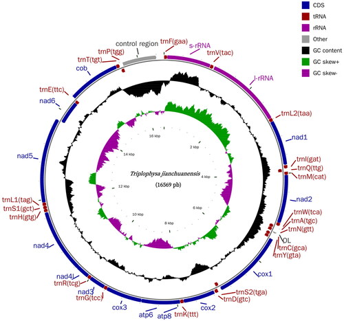 Figure 2. Complete mitochondrial genome map of T. jianchuanensis (GenBank: OQ603602). Genes encoded on the light strand are represented on the inner side of the gray circle, while genes encoded on the heavy strand are shown on the outer side.