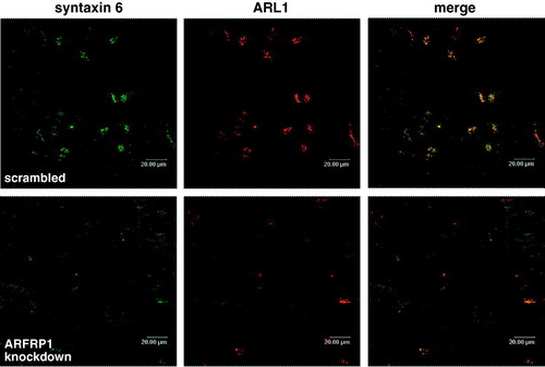 Figure 7.  Depletion of ARFRP1 expression in HeLa cells alters TGN structure and dislocates syntaxin 6. HeLa cells were transfected with scrambled siRNA or with ARFRP1-specific siRNA and 4 days later cells were fixed with 4% paraformaldehyde and stained for ARL1 in combination with an Alexa546-conjugated secondary antibody and for syntaxin 6 in combination with an Alexa488-conjugated secondary antibody. Immunofluorescence was analysed by confocal laser scanning microscopy as described in the Methods.