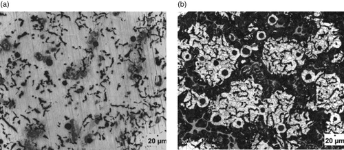 Figure 2. (a) Un-etched optical micrograph of 1.05% Al-ductile iron at 20 μm mag. (b) Etched optical micrograph of 1.05% Al-ductile iron at 20 μm mag. (2% Nital for 12 s).