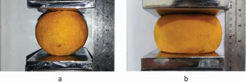 Figure 1. Quasi-static compression test of orange fruit using parallel plates: (a) before loading, (b) after loading.