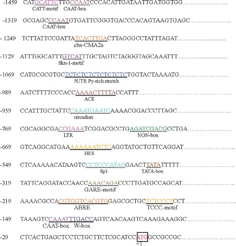 Figure 3. Cis-elements in the putative promoter region.