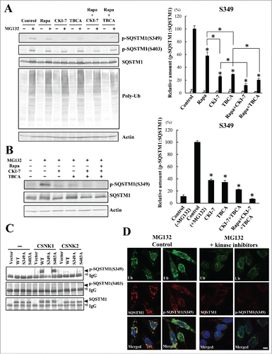 Figure 3. Identification of a novel kinase that phosphorylates SQSTM1 (S349). (A) HeLa cells were treated with rapamycin (MTORC1 inhibitor, 1 µM), CKI-7 (CSNK1 and SGK inhibitor, 100 µM), TBCA (CSNK2 inhibitor, 25 µM), rapamycin and CKI-7, or rapamycin and TBCA, together with MG132 (10 µM). Cell lysates were subjected to immunoblot analysis after 12 h. Band intensities were measured, and phosphorylated-SQSTM1 values were normalized to total SQSTM1. The data are reported as means ± SD (n = 4). Statistical analyses were performed using one-way ANOVA, followed by the Tukey post-hoc test. *P < 0.01. (B) The dual and triple combination treatments of kinase inhibitors were further examined as described in A. Band intensities of S349-phosphorylated SQSTM1 were measured, and the data are reported as means ± SD (n = 4). Statistical analyses were performed using one-way ANOVA, followed by the Tukey post-hoc test. *P < 0.01. (C) Immunoprecipitates of SQSTM1-mycHis (WT, S349A, and S403A) were incubated with CSNK1 or CSNK2 for 1 h, followed by immunoblot analysis using anti-phosphorylated SQSTM1 (p-SQSTM1 [S349] and p-SQSTM1 [S403]) and anti-SQSTM1 antibodies. (D) Colocalization of SQSTM1 with ubiquitinated inclusions was examined when SQSTM1 (S349)-phosphorylation was inhibited by the treatment with kinase inhibitors (1 µM rapamycin, 100 µM CKI-7, and 25 µM TBCA). Immunocytochemical analysis was performed 12 h after treatment. Cell nuclei were counterstained blue with DAPI. Scale bar: 10 μm.