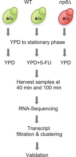 Figure 1. Experimental approach. A flow chart shows the color coded wild type (green) and mutant (red) strains that were employed in the RNA profiling experiment including cell culturing, data production and analysis and validation steps.