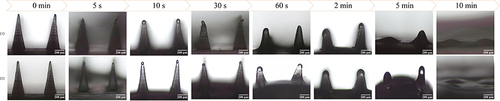 Figure 5 Morphological changes within 10 min of microneedle puncture into isolated rat abdominal skin. (4×, Scale bars = 200 μm)(1: Rh-NPs-DMNs; 2: Rh-DMNs).