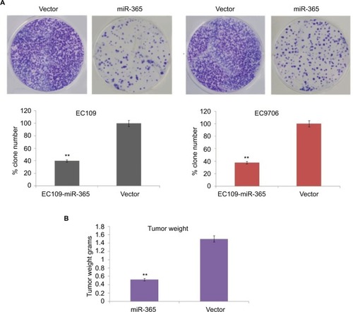 Figure 3 (A) Results of colony formation assay in miR-365 and vector-transfected EC9706 and EC109 cells. (B) In vivo studies: tumor weight measurement in mice injected with vector- and miR-365-transfected EC9706 cells.Note: The results are presented as average ± SD (n=3), **P<0.01.Abbreviation: miR-365, miRNA-365.