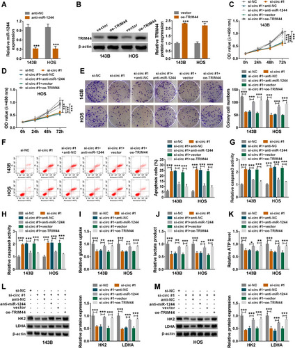 Figure 6 Inhibition of miR-1244 or overexpression of TRIM44 reversed the effect of circ_0056285 depletion on OS progression. (A) The expression of miR-1244 was detected in 143B and HOS cells transfected with anti-NC or anti-miR-1244. (B) TRIM44 protein level was examined in 143B and HOS cells introduced with vector or oe-TRIM44. (C–M) 143B and HOS cells were transfected with si-NC, si-circ#1, si-circ#1+anti-NC, si-circ#1+anti-miR-1244, si-circ#1+vector or si-circ#1+oe-TRIM44, respectively. (C and D) Cell viability was assessed by CCK-8 assay. (E) The number of colonies was detected by colony formation assay. (F) Cell apoptosis was monitored by flow cytometry. (G and H) Caspase 3 and caspase 9 activities were tested by commercial kits. (I–K) After 48 h of transfection, glucose uptake, lactate product and ATP level were detected. (L and M) Western blot assay was utilized to detect the protein levels of HK2 and LDHA. *P < 0.05, **P < 0.01, ***P < 0.001.