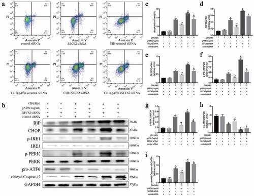 Figure 5. Effect of inhibiting ER-phagy on ER stress and cell apoptosis by SEC62 siRNA transfection in H9C2 cardiomyocytes exposed to CIH (48 h), or gAPN (1 µg/ml). (a, c) Flow cytometry images represent H9C2 cardiomyocytes apoptosis. (b, d–i) Protein expression levels of ER stress (BIP, CHOP, IRE1, p-IRE1, p-PERK, PERK, pro-ATF6, cleaved caspase-12). Data represent mean ± SD. n = 3. *P< 0.05, vs control siRNA group. #P< 0.05, vs CIH+ control siRNA group. &P< 0.05, vs CIH+gAPN+control siRNA group