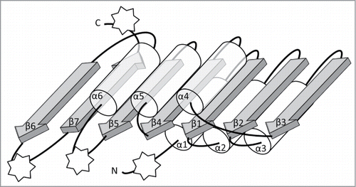 Figure 1. Schematic representation of the conserved core of Rossmann-fold Methyltransferase (RFM) catalytic domains. The β-sheet is composed of 7 β-strands (gray arrows) surrounded by 6 α-helices (semi-transparent tubes) forms the fold that is typical for SAM-dependent methyltransferases. All secondary structure elements of the conserved core are labeled as α1, β1, etc. The stars indicate points of most frequent insertions and terminal fusions with other domains.