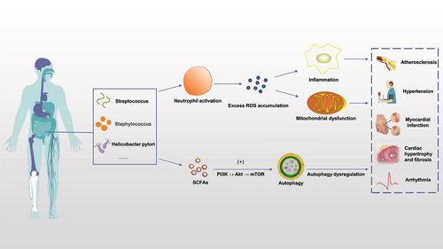 Figure 1. Gut microbiota and cardiovascular disease. Various gut microbiota in the human body, such as Streptococcus, staphylococcus and Helicobacter pylori, can activate neutrophils in various ways to cause inflammatory reaction, thus causing excessive ROS accumulation in the body and damaging mitochondrial function; on the other hand, SCFAs produced by gut microbiota ingesting dietary components can also trigger autophagy through PI3K/Akt/mTOR pathway. The above mechanisms play a key role in age-related cardiovascular diseases such as atherosclerosis, hypertension, myocardial infarction, myocardial hypertrophy and fibrosis. (ROS: reactive oxygen species. SCFAs: short-chain fatty acids).