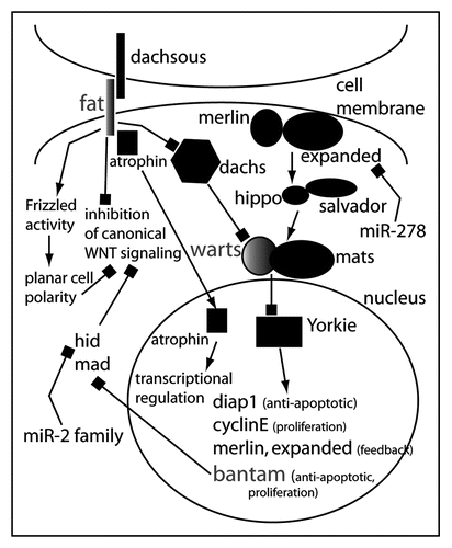 Figure 3 Model for the role of microRNAs in the regulation of ‘tumor suppressor’ pathways in Drosophila. The miRNA bantam is a key target of the transcriptional regulator Yorkie. Yorkie is under tight control of the Hippo pathway that consists of merlin and expanded at the membrane integrating signals from an unknown transmembrane receptor. In certain cell types in Drosophila, expanded mRNA is regulated by miR-278. Warts and Mats transduce the signal from Merlin/Expanded and Hippo/Salvador. Warts and Mats are also elements of Fat/Dachsous signaling (another Drosophila tumor suppressor pathway) through Dachs. Fat also can interfere with canonical Wnt signaling and activate noncanonical Wnt signaling. This could theoretically occur via the inactivation of Yorkie and Bantam: one of Bantam's target mRNAs is Hid, which has been shown to inhibit canonical Wnt signaling.