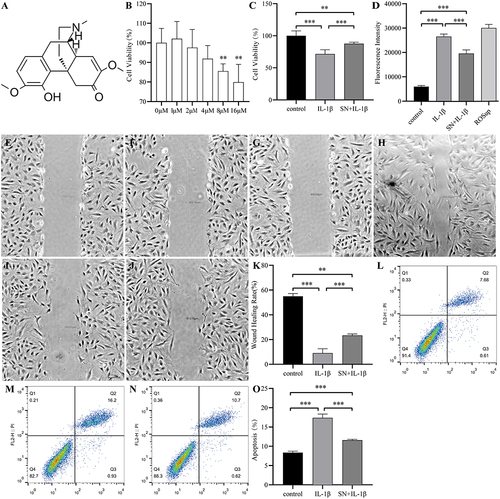 Figure 2 SN inhibits IL-1β-induced cytotoxicity of NPCs. (A) Chemical structure of SN. (B) Effect of SN on the activity of NPCs. (C) Proliferation activity of NPCs in each experimental group. (D) ROS content in NPCs from each experimental group. (E) Initial wound size in the control group. (F) Initial wound size in the IL-1β treatment group. (G) Initial wound size in the SN+IL-1β treatment group. (H) Terminal wound size in the control group. (I) Terminal wound size in the IL-1β treatment group. (J) Terminal wound size in the SN+IL-1β treatment group. (K) Quantification of NPC’s ability to heal wounds among different groups. (L-O) Apoptosis and quantification of NPCs were performed in each group, with data presented as mean ± standard deviation from three replicates per group. (L) is for control group. (M) is for IL-1β treatment group. (N) is for SN+IL-1β treatment group. **Indicates P < 0.01; ***indicates P < 0.001.