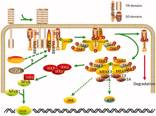Figure 6. The putative signaling pathway of SOCS3 in HSP70-overexpressing cells. HSP70 released from HSP70-transfected cells may interact with TLR2 or TLR4 in these cells and lead to activation of NF-κB. This pathway can then be disrupted by SOCS3 or SOCS4 cotransfection. SOCS3, but not SOCS4, negatively regulates the activity of NF-κB via degradation of Mal protein in 293T cells and IPEC-J2 cells.