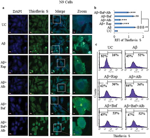 Figure 7. Effect of alborixin on clearance of fibrillar form of Aβ in N9 cells. (A and B) Cells after treatment with fAβ (10 μM) and alborixin (125 nM) or rapamycin (200 nM), were stained with thioflavin S (0.1%) for 10 min before analysis on a confocal microscope at 60x and (C) flow cytometry. Cells treated with both rapamycin and alborixin displayed reduced green fluorescence of stained fAβ. Scale bar for confocal images: 5 µm for zoomed-in and 20 µm for zoomed-out images. A total of 500 cells were analyzed for calculating average fluorescence intensity (RFI) from 3 independent experiments (3n). Statistical comparisons in all the experiments were made as shown in the figures by using Bonferroni test. p values ***p < 0.001, **p < 0.01, *p < 0.05 or @@@p < 0.001, @@p < 0.01, @p < 0.05.