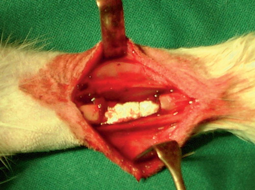 Figure 1. Critical-size bone defect of rabbit radius and reindeer BMP extract implant.