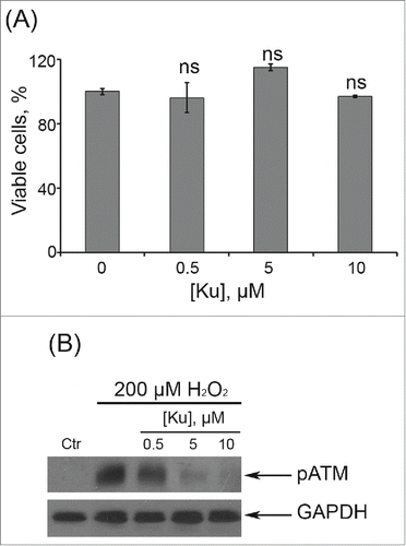 Figure 1. Dose-dependent effects of Ku application. (A) Cells were either treated or not with Ku at indicated concentrations. The percentage of viable cells was evaluated in 24 h after treatment using MTT assay as described in “Materials and Methods” section. Results are shown as a percent of control. M ± SD, N = 3. (B) Immunoblot analysis of H2O2-induced ATM phosphorylation. Representative results of the three experiments are shown in the figure. (Ctr – control). GAPDH was used as loading control.