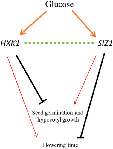 Figure 3. A model for the crosstalk between HXK1 and SIZ1 functions.