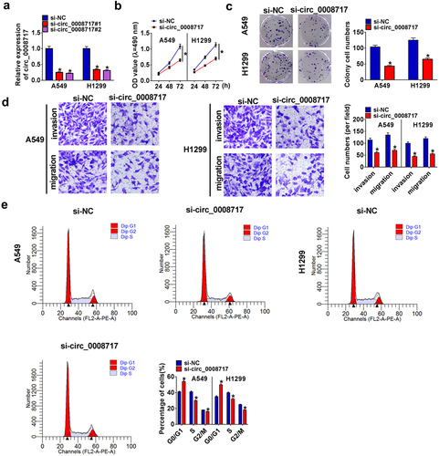 Figure 2. Circ_0008717 knockdown suppresses cell growth and mobility in NSCLC. Following assigned transfection, (a) qRT-PCR analysis of circ_0008717 expression in A549 and H1299 cells; (b–c) The cell proliferation of A549 and H1299 cells were determined by MTT (b) and colony formation assay (c); (d) Transwell assay (100 ×) was used to detect cell invasion and migration; (e) Cell cycle was analyzed by Flow cytometry. Error bars stand for the mean ± SD of three independent measurements. *P < 0.05.