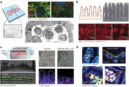 Figure 3. Examples of organotypic and microphysiological culture methods to mimic enteric infections. A) Schematic of a fluidic device based on dissociated intestinal organoids. Inset shows the hydrogel-based microchannel. Immunofluorescence of C. parvum undergoing its major epicellular stages in the mini-guts (right-top) and scanning electron microscopy image of distinct stages of the C. parvum life cycle at 72 h post infection (right-bottom). Figure obtained with permission from.Citation162 B) Illustration showing a 3D villi model infected with S. Typhimurium. Scanning electron microscopy image of the fabricated villi (top right), and fluorescence micrographs showing S. Typhimurium in 2D (bottom left), the crypt section of 3D villi (bottom-middle) and the villus tips of 3D villi (bottom right) 20 days after infection. Image obtained with permission from.Citation163 C) Schematic of a cross-section of an intestinal microphysiological system (left top). Micrographs showing cross-sections of uninfected (control) and chips infected with GFP expressing Shigella (bottom left). Phase contrast images, and fluorescence confocal micrographs (vertical cross-sectional views) of villi showing intestinal villus damage upon infection with enteropathogenic E. coli (right). Images in this panel were obtained with permission from.Citation164,Citation165 D) Examples of intravital microscopy (IVM). Top: IVM analyses of TCRγδGFP reporter mice after infection with S. Typhimurium. Arrows show tracked flossing movements on one villus (left) and 4D tracking of TCRγδGFP cells (right). The intraepithelial compartment is outlined. Reproduced from Citation166 with permission. Bottom: IVM analyses of Salmonella uptake by CD103+ dendritic cells showing that the immune cells extend dendrites through the epithelium while crawling above the basement membrane (arrow on left); the dendrites engulf Salmonella (circled on right), and retract them toward the cell’s soma. Images adopted with permission from.Citation167