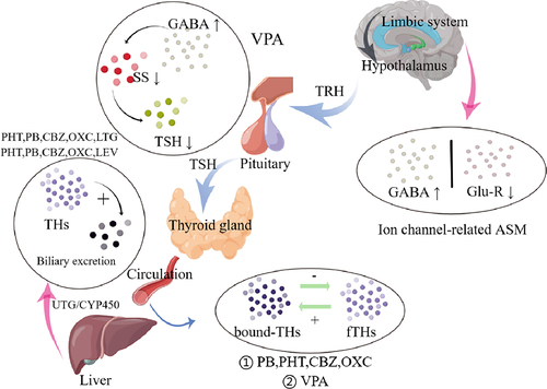 Figure 2 Putative mechanisms of ASM-induced thyroid hormonal abnormalities.