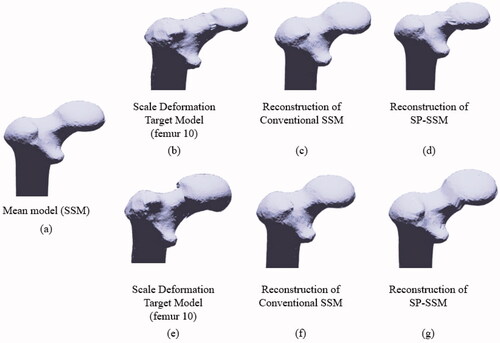 Figure 7. Experiment on scale deformation of the femoral head. (a) Mean model used in SSM and SPSSM. (b) Deformed target shape with smaller femoral head to be adapted by SSM and SPSSM. (c) Frontal view of the femoral shape reconstructed using conventional SSM. (d) Frontal view of femoral shape reconstructed using SPSSM. (e) Deformed target shape with the larger femoral head. (f) Frontal view of femoral shape reconstructed using conventional SSM. (g) Frontal view of femoral shape reconstructed using SPSSM.