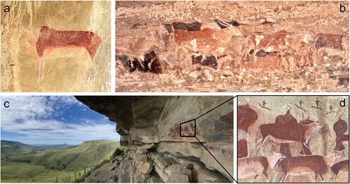 Figure 2. Examples of shaded polychrome eland paintings from various Maloti-Drakensberg locales, including: (a) Sehlabathebe, highland Lesotho; (b) Mount Fletcher, Eastern Cape, where a shaded polychrome eland is clearly superimposed on non-shaded bichromes; and (c & d) Game Pass Shelter, KwaZulu-Natal, so-named on account of its position overlooking a historic game trail into and out of the highlands. Images by the authors.
