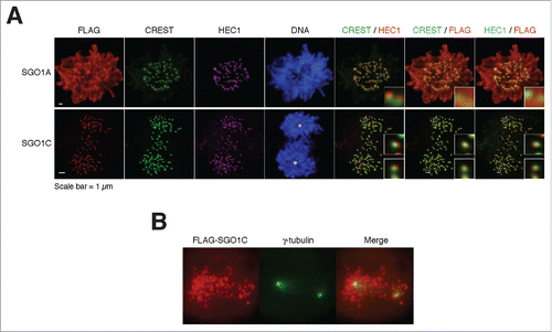 Figure 5. SGO1C induces premature sister chromatid separation. (A) SGO1C induces premature sister chromatid separation. Representative mitotic cells overexpressing FLAG-tagged SGO1A or SGO1C are shown. Samples were stained with antibodies against FLAG, CREST (centromeres), and HEC1 (outer kinetochore); DNA was stained with Hoechst 33342. For the SGO1C-expressing cell, the positions of the spindle poles are marked by the asterisks (based on immunostaining for α-tubulins not shown). Selected centromeres are magnified, demonstrating the presence of paired kinetochores in SGO1A-expressing cells and separated kinetochores in SGO1C-expressing cells. Note that at this expression level, FLAG-SGO1A mainly localized to the chromatin. (B) SGO1C does not localize to spindle poles. HeLa cells expressing FLAG-SGO1C were stained with antibodies against FLAG and γ-tubulin; DNA was stained with Hoechst 33342.