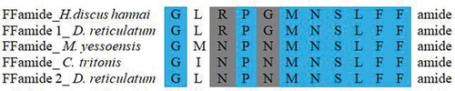 Figure 4. Sequence alignment of the mature peptide of FFamide. Highly conserved residues are highlighted in blue and conservative replacements are highlighted in gray