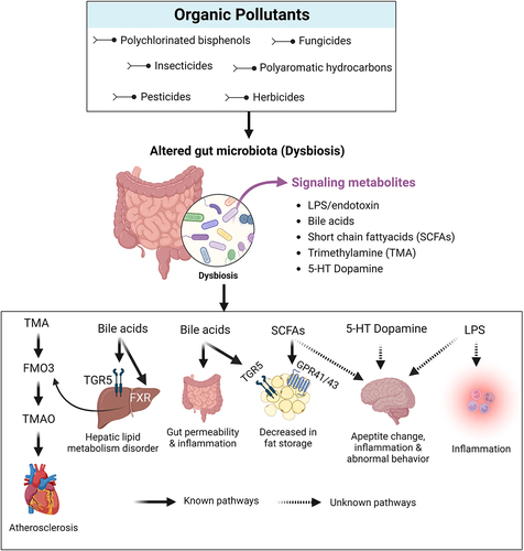 Figure 1. Graphical representation of the effect of pesticides and subsequent outcomes on gut microbiota. The figure represents different mechanisms that could alter gut microbiota composition and its metabolites induced via pesticide toxicity. The dysbiosis led by pesticide toxicity could adversely affect the host’s health through various known and unknown pathways.