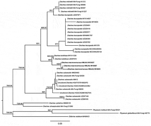 Figure 44. Phylogenetic relationship among species of Diachea inferred from the dataset of nSSU region. The topology is generated by the maximum likelihood algorithm. Bootstrap values and Bayesian posterior probabilities, when simultaneously above 50% and 0.8, respectively, are labelled at the nodes. The newly described species are in boldface.