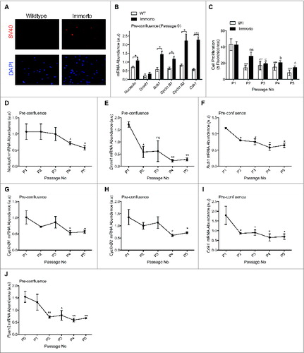 Figure 2. (A) Immunofluorescence of SV40 and nuclear DAPI in pre-confluent passage zero in wildtype and H-2kb-ts-A58 (immorto) derived APs. (B) Quantitative RT-PCR analysis of Nucleolin (Ncl; ID 17975), Dnmt1 (DNA methyltransferase 1; ID 13433), Bub1 (budding uninhibited by benzimidazoles 1 homolog; ID 12235), Cyclin B1 (Ccnb1; ID 268697), Cyclin B2 (Ccnb2; ID 12442) and Cdk1 (Cyclin-dependent kinase 1; ID 12534) in pre-confluent wildtype and immorto APs (n=3) at passage zero. Data are represented as mean ± SEM. T-Test for each individual gene analyzed, *P < 0.05, ***P < 0.001. (C). Adipocyte precursor proliferation after 6 hours for wildtype (WT) and immorto APs at 50-60% confluency. n = 12 per passage number. Data are represented as mean ± SEM. *P < 0.05, **P < 0.01, ***P < 0.001 for Two-way ANOVA compared to P0. a = P < 0.05, b = P < 0.01, c = P < 0.001 for Two-way ANOVA compared to Immorto P0. (D–J) Quantitative RT-PCR analysis of (D). Nucleolin (Ncl; ID 17975), (E). Dnmt1 (DNA methyltransferase 1; ID 13433), (F). Bub1 (budding uninhibited by benzimidazoles 1 homolog; ID 12235), (F). Cyclin B1 (Ccnb1; ID 268697), (H). Cyclin B2 (Ccnb2; ID 12442), (I). Cdk1 (Cyclin-dependent kinase 1; ID 12534) and (J). Pparγ2 (ID 19016) for the indicated passage numbers. n=3 per for pre-confluent wildtype (WT) and immorto APs. Data are represented as mean ± SEM. *P < 0.05 and **P < 0.01 for Two-way ANOVA compared to P1.